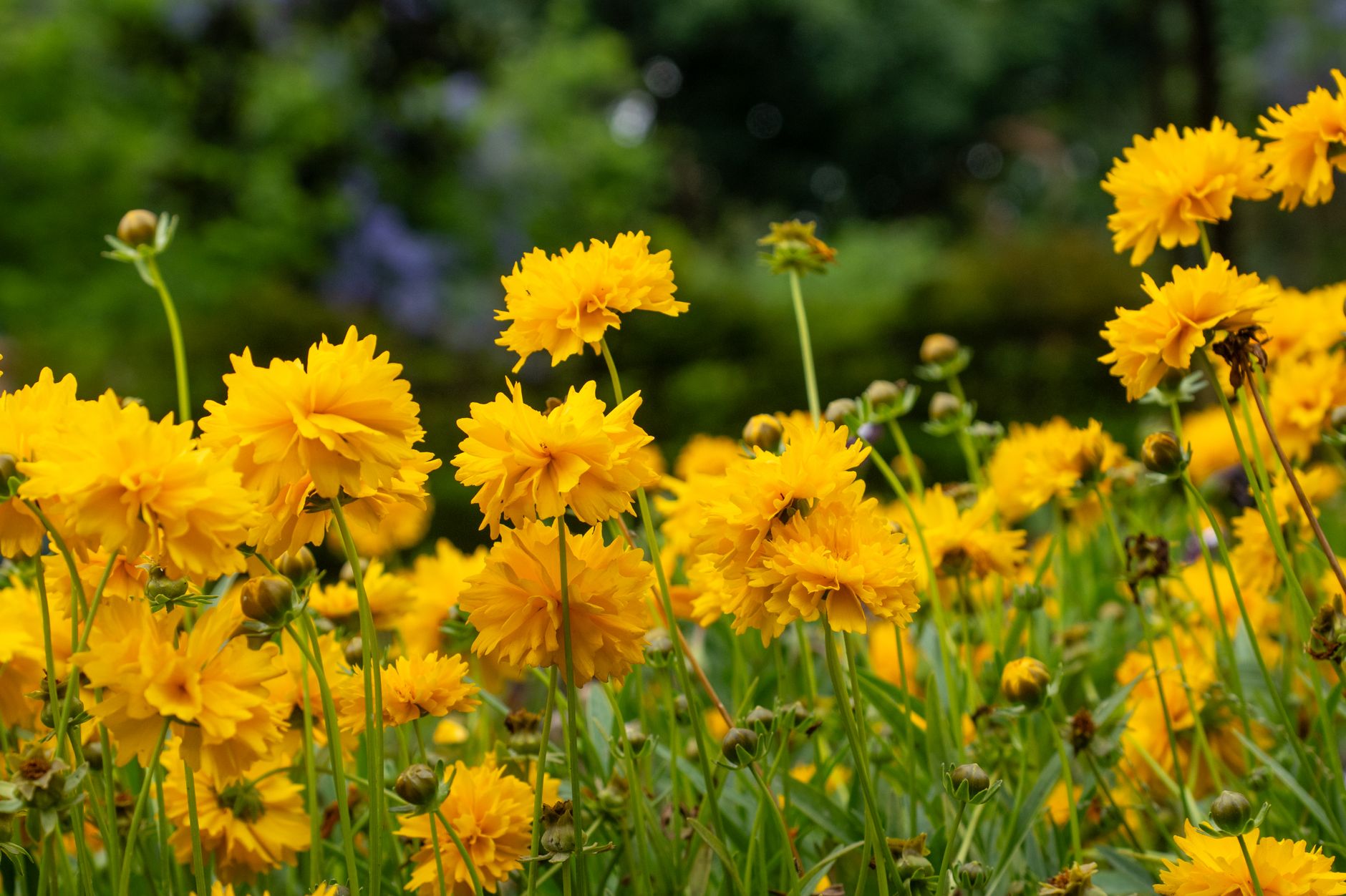 Žlté kvety rastliny Coreopsis lanceolata zblízka