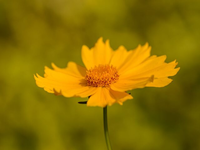 Starostlivosť o Coreopsis lanceolata v záhradnom záhone