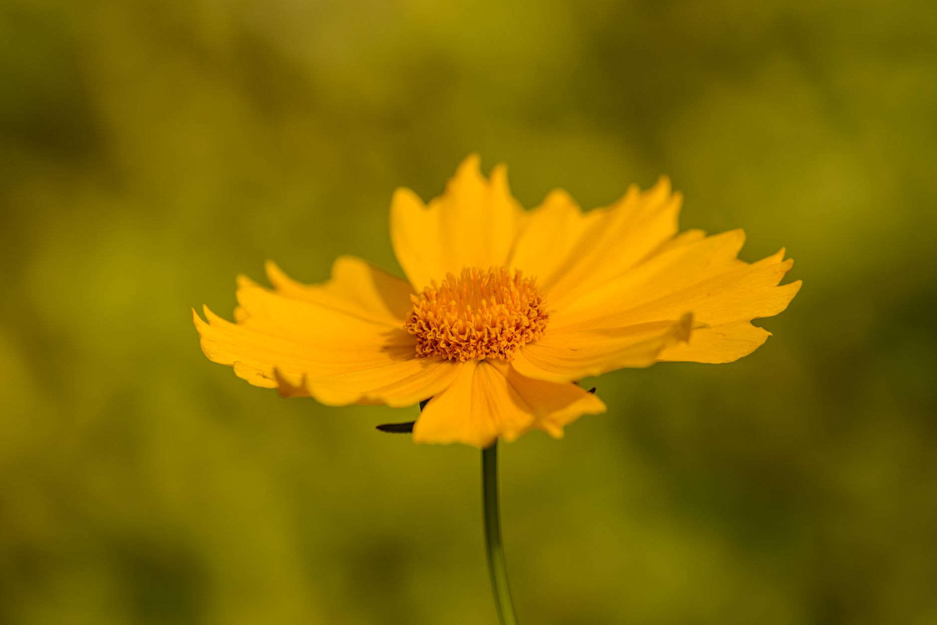Starostlivosť o Coreopsis lanceolata v záhradnom záhone