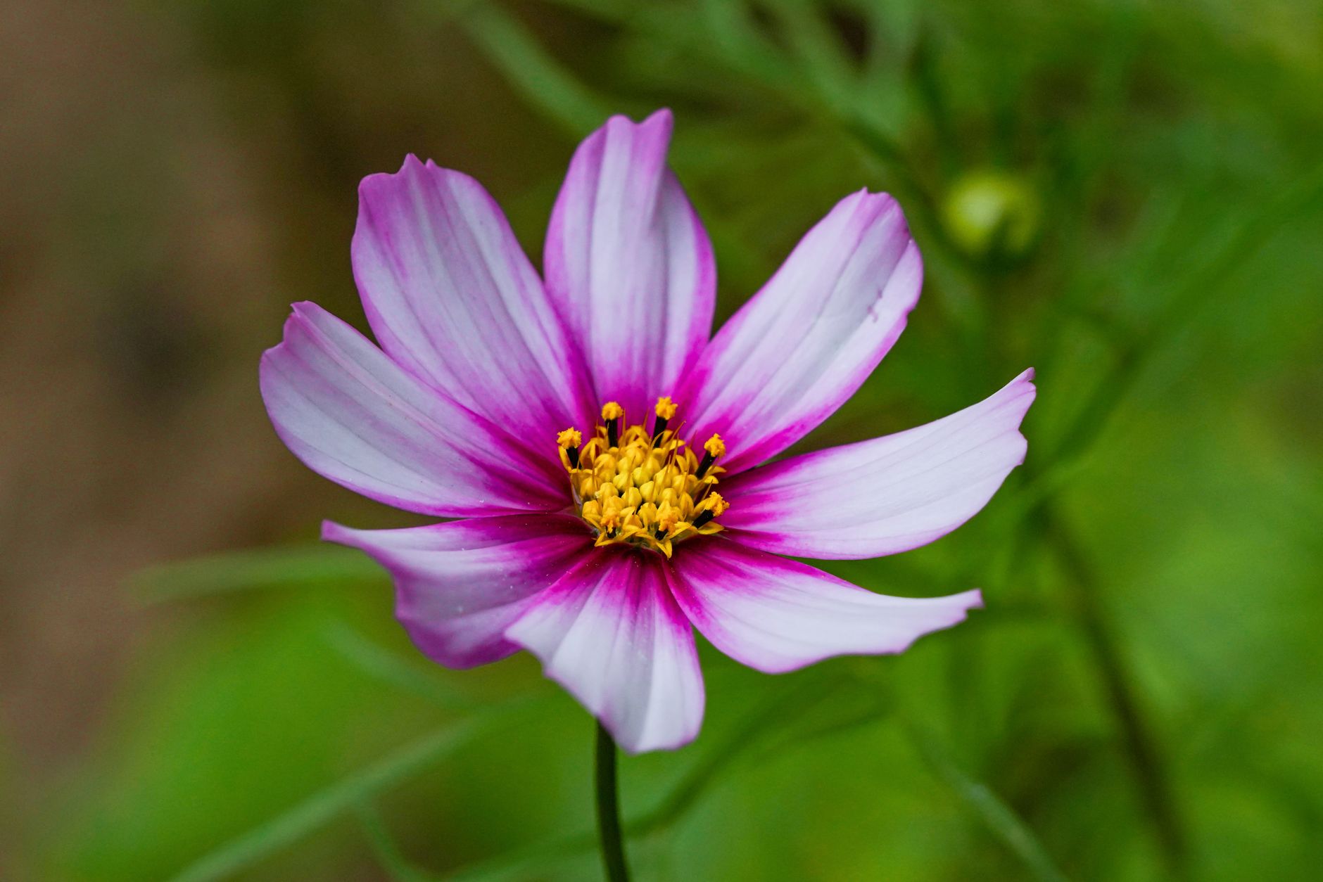 Cosmos bipinnatus s ružovými a bielymi kvetmi