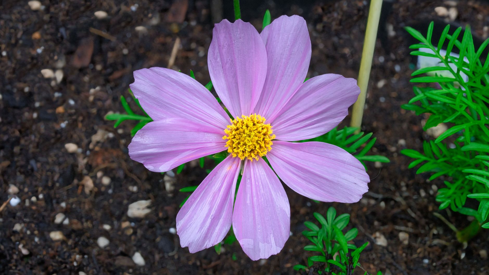 Jemne delené listy rastliny Cosmos bipinnatus
