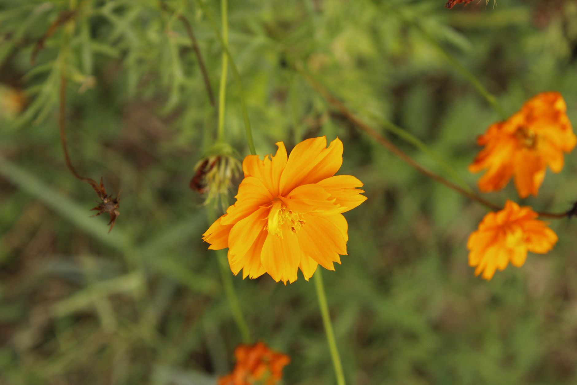 Detail kvetov rastliny Cosmos sulphureus v žltých a oranžových odtieňoch