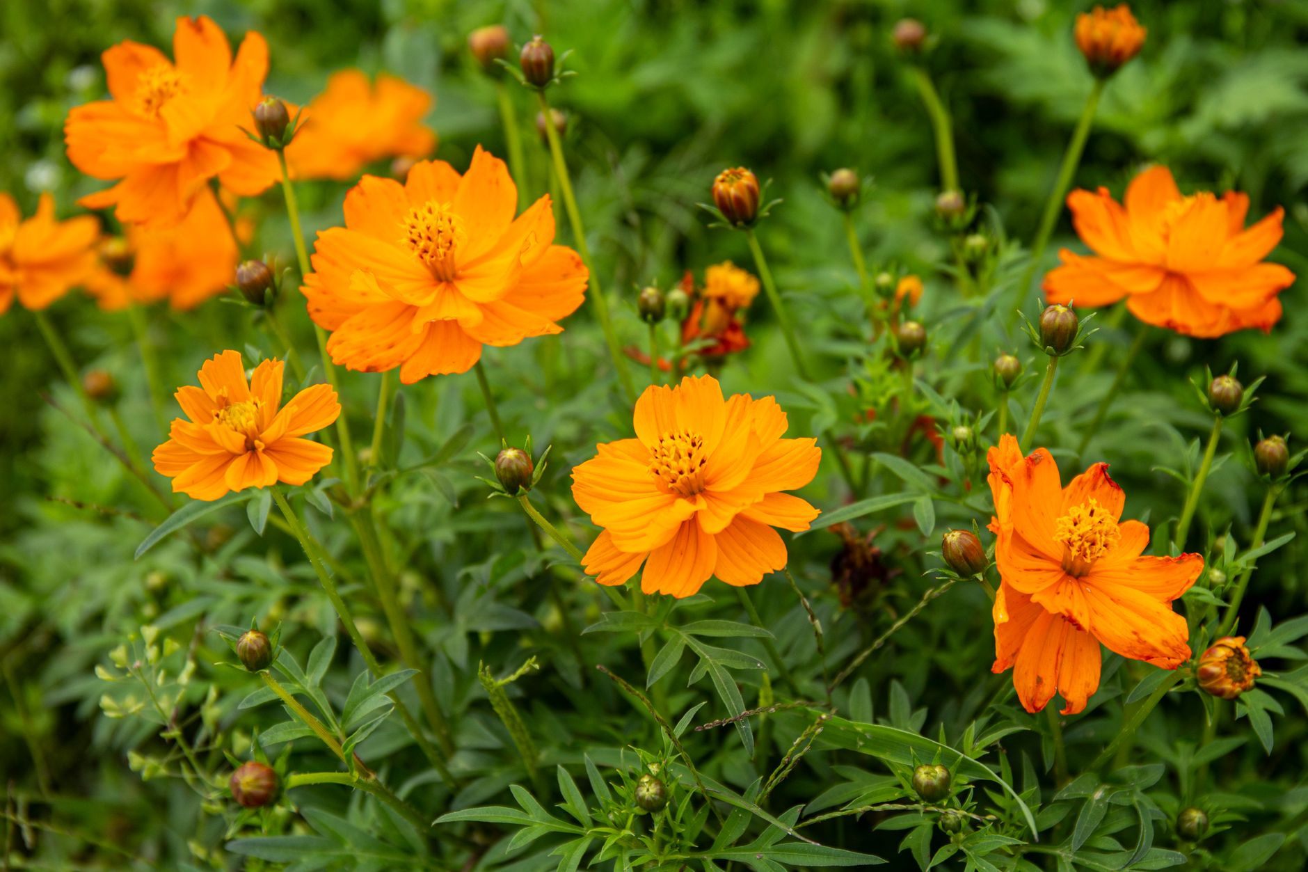 Listy a vzpriamený rast rastliny Cosmos sulphureus