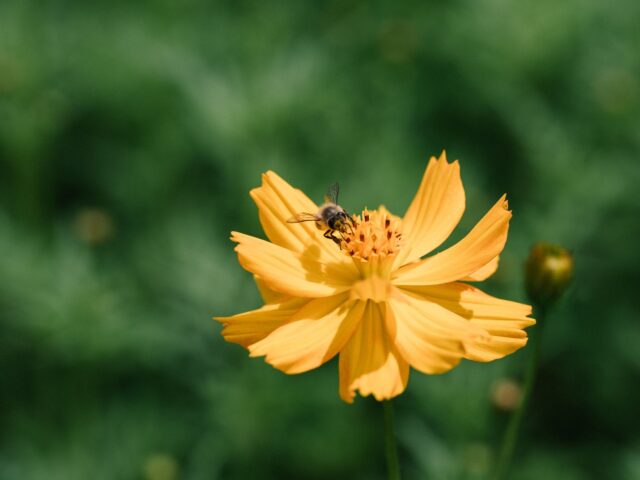 Cosmos sulphureus pestovanie v kvetináči na slnečnom mieste