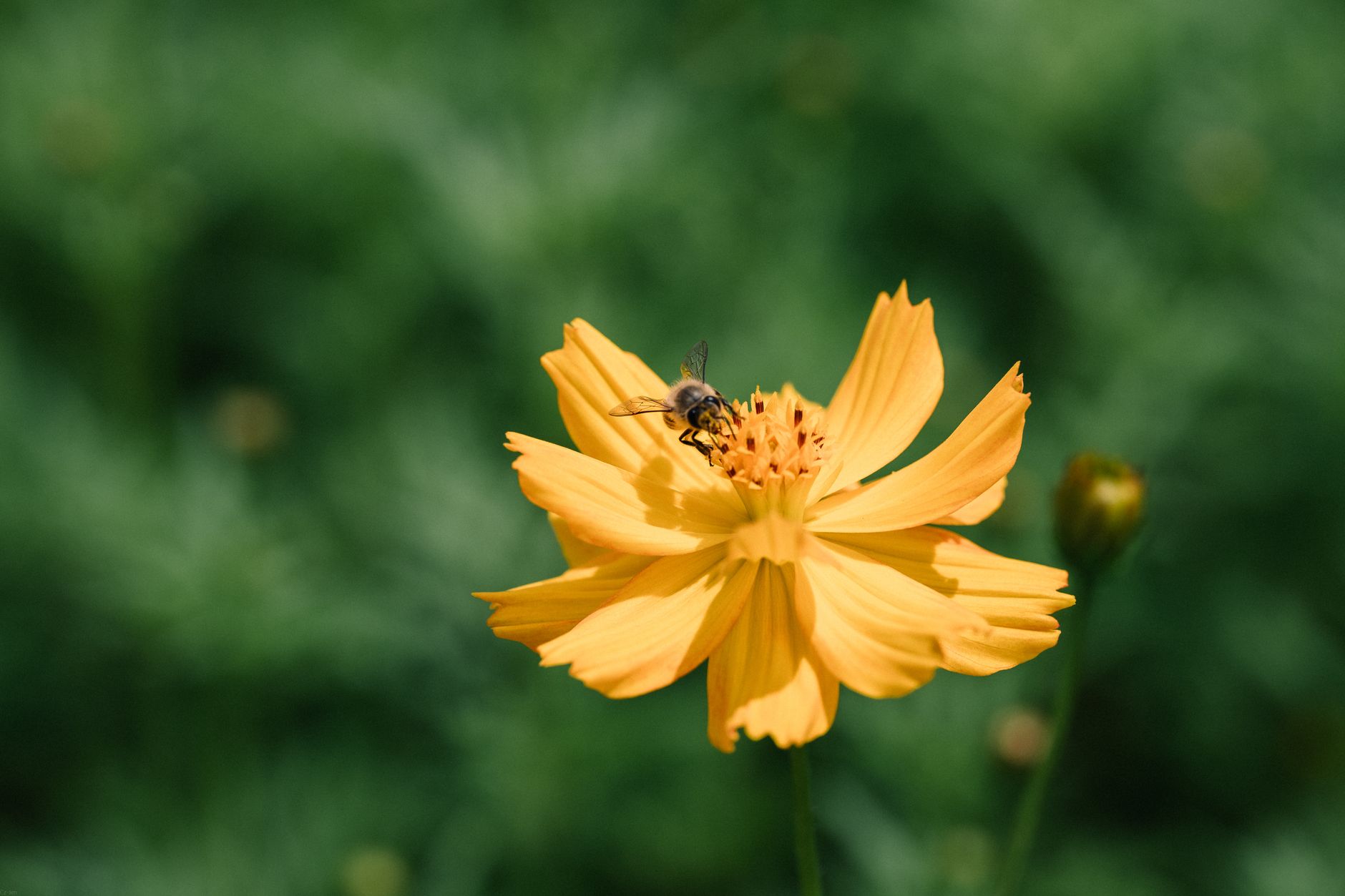 Cosmos sulphureus pestovanie v kvetináči na slnečnom mieste