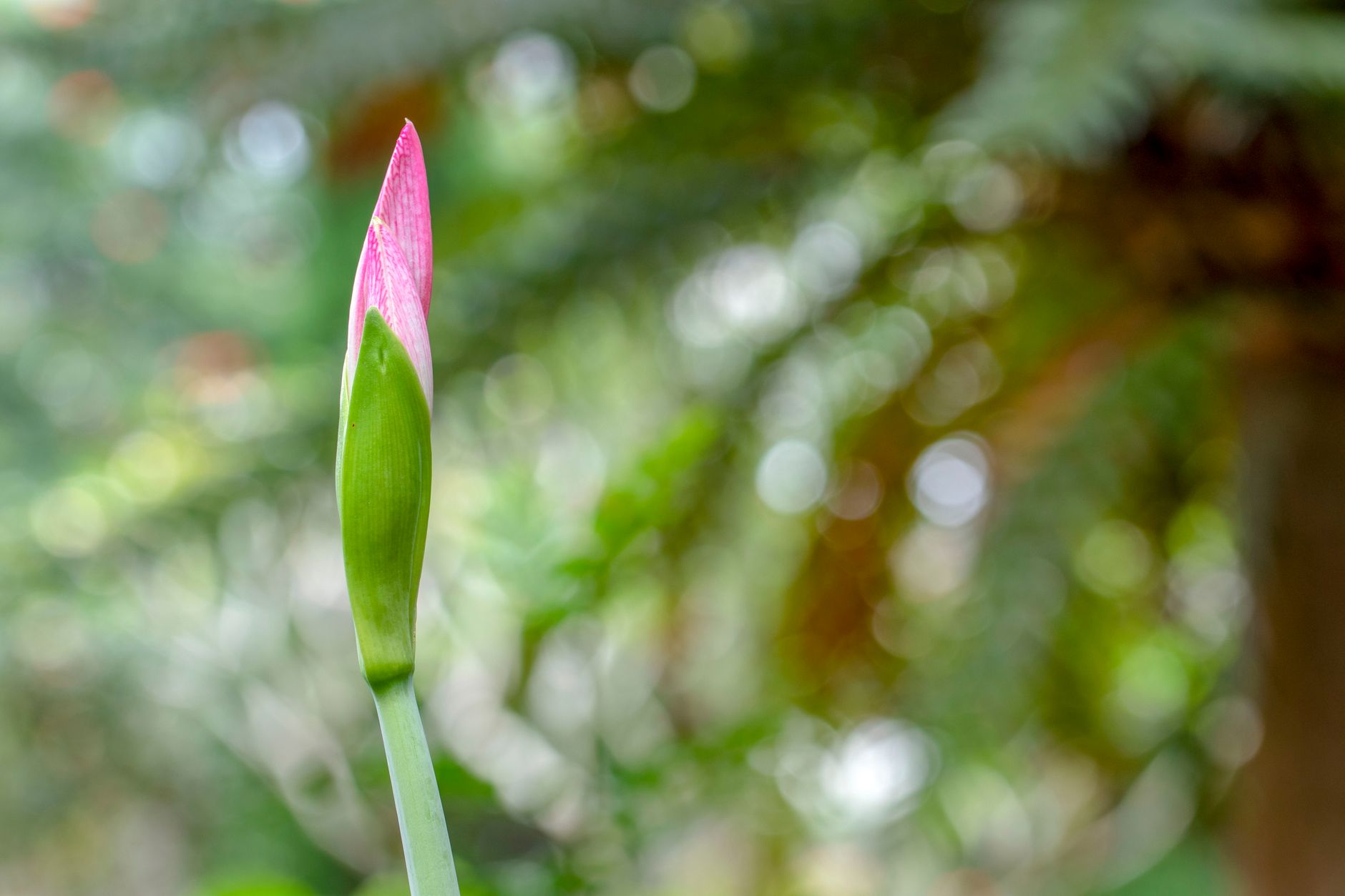 Kvitnúce Crinum moorei s nápadnými lievikovitými kvetmi