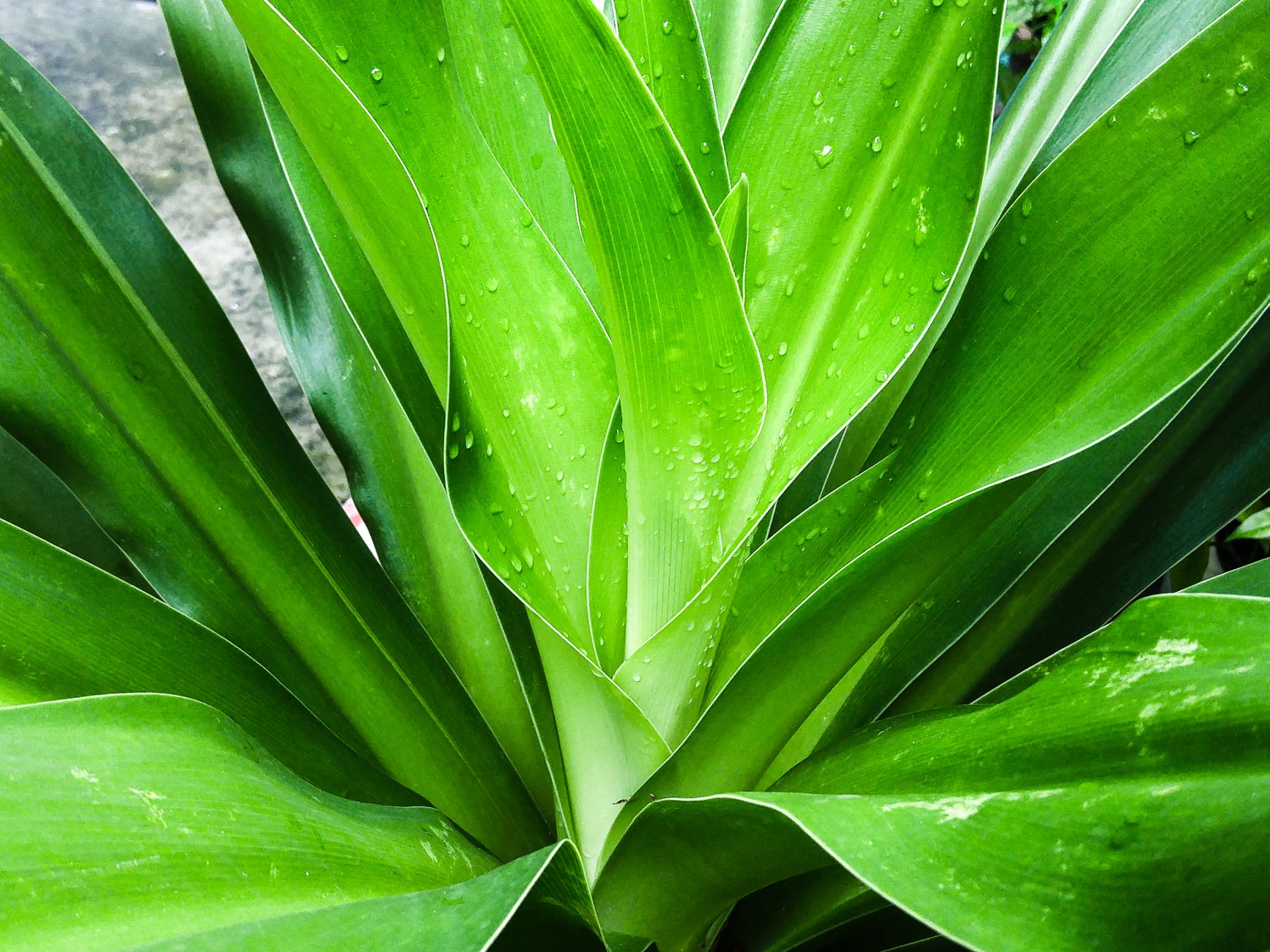 Crinum moorei s dlhými tmavozelenými listami v kvetináči