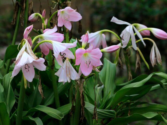 Starostlivosť o Crinum moorei v interiéri na svetlom stanovišti