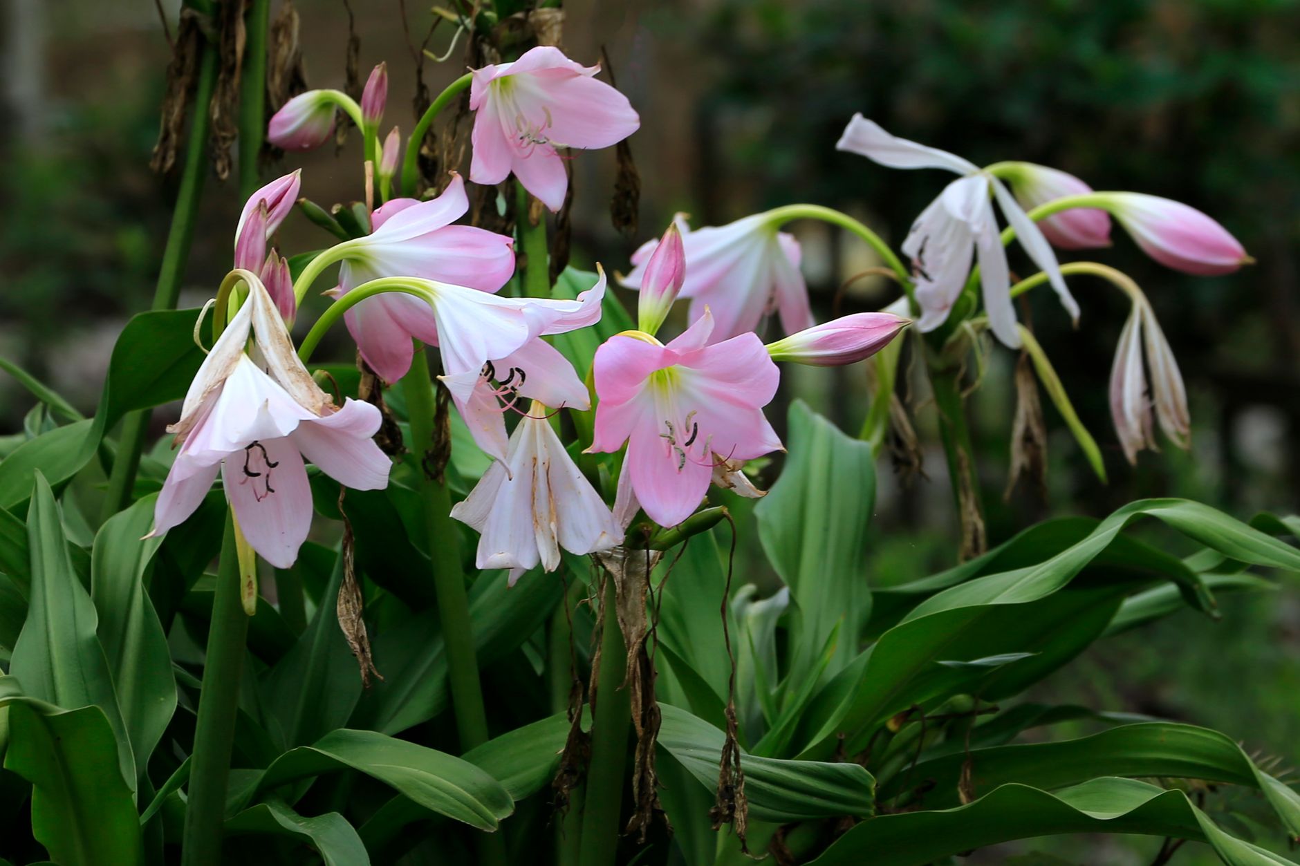Starostlivosť o Crinum moorei v interiéri na svetlom stanovišti