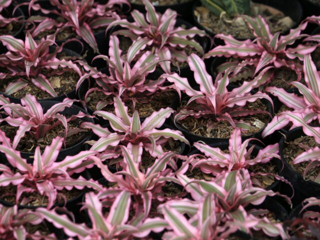 Starostlivosť o Cryptanthus bivittatus a detail hviezdicovej ružice