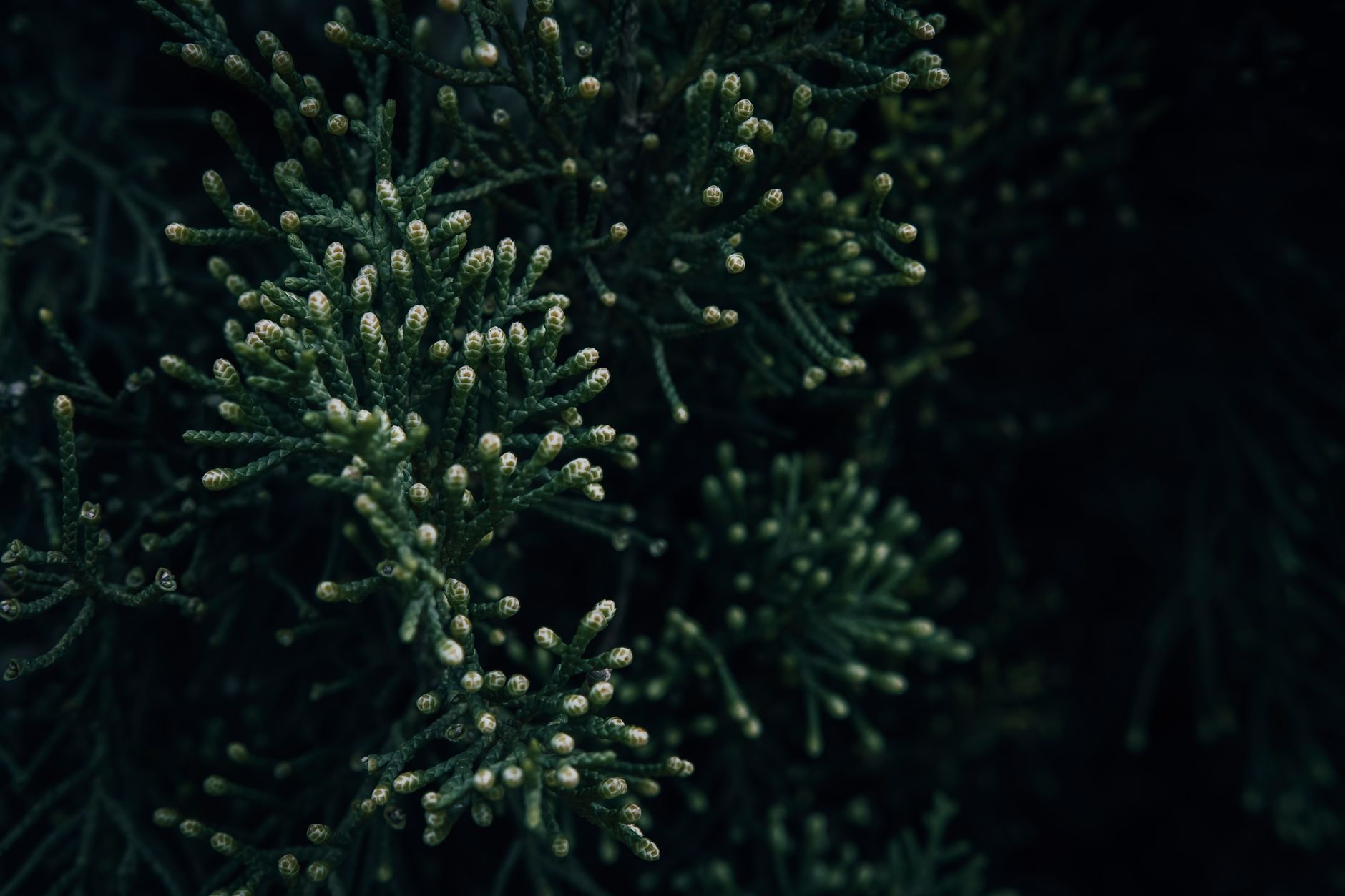 Detail jemného ihlicovitého olistenia Cryptomeria japonica