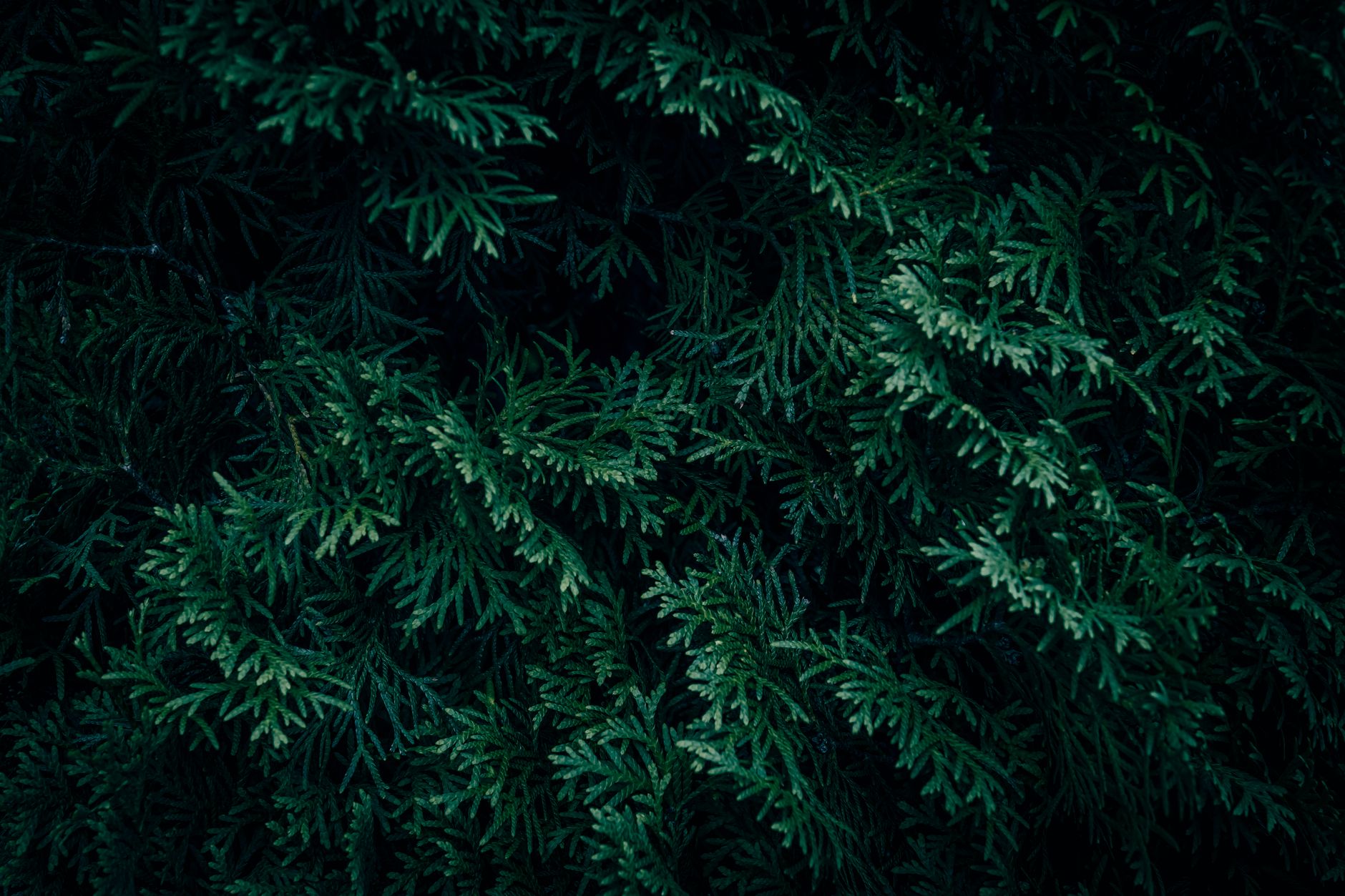 Cryptomeria japonica ako menší vždyzelený ihličnan v interiéri