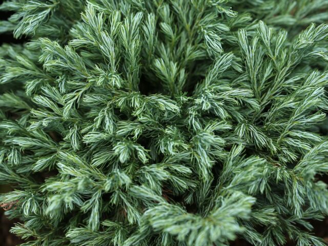 Starostlivosť o Cryptomeria japonica v kvetináči na svetlom mieste