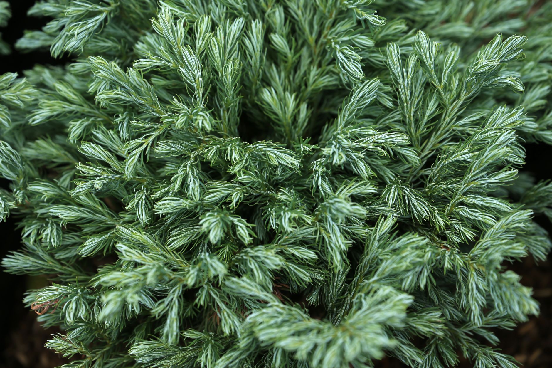 Starostlivosť o Cryptomeria japonica v kvetináči na svetlom mieste
