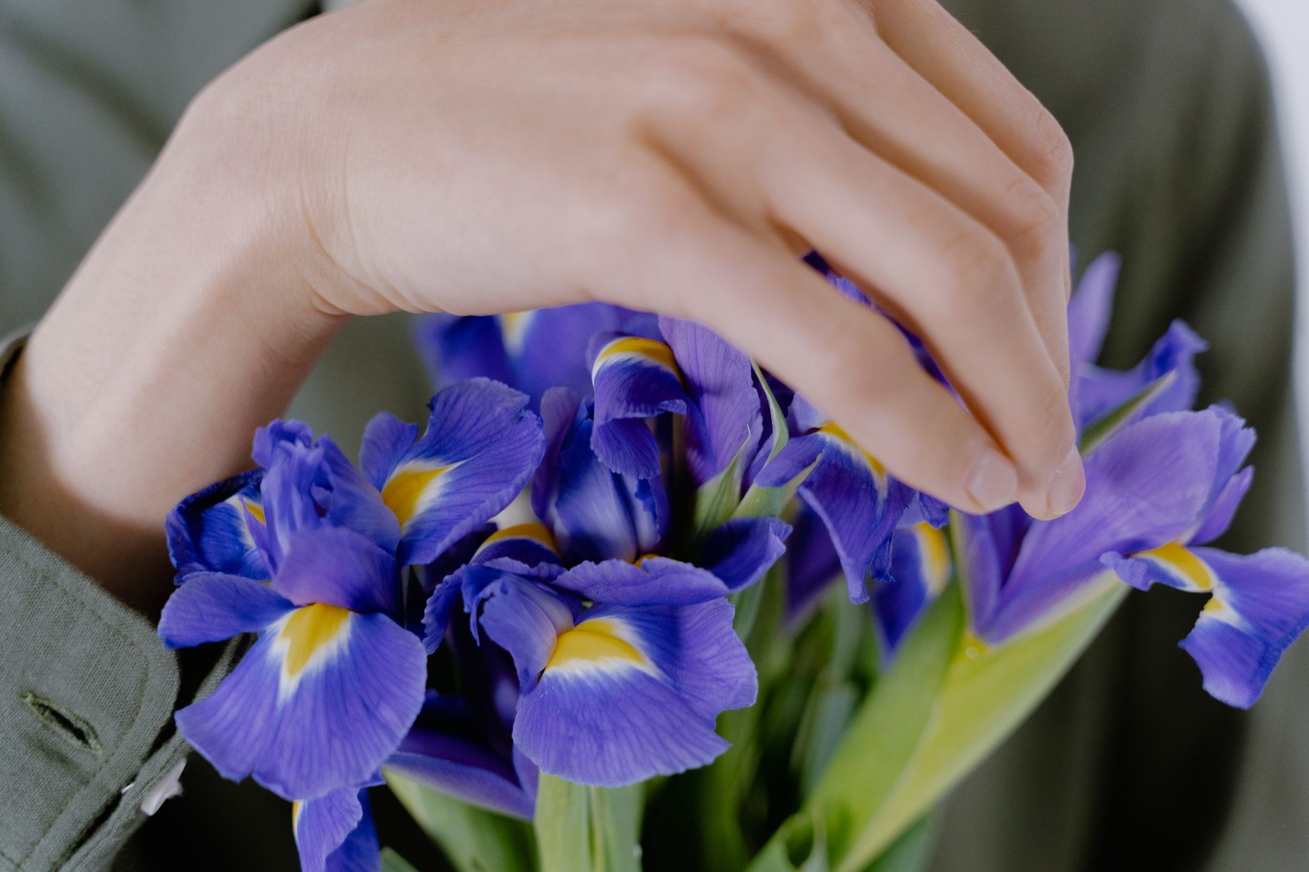 Detail mečovitých listov rastliny Iris × hollandica