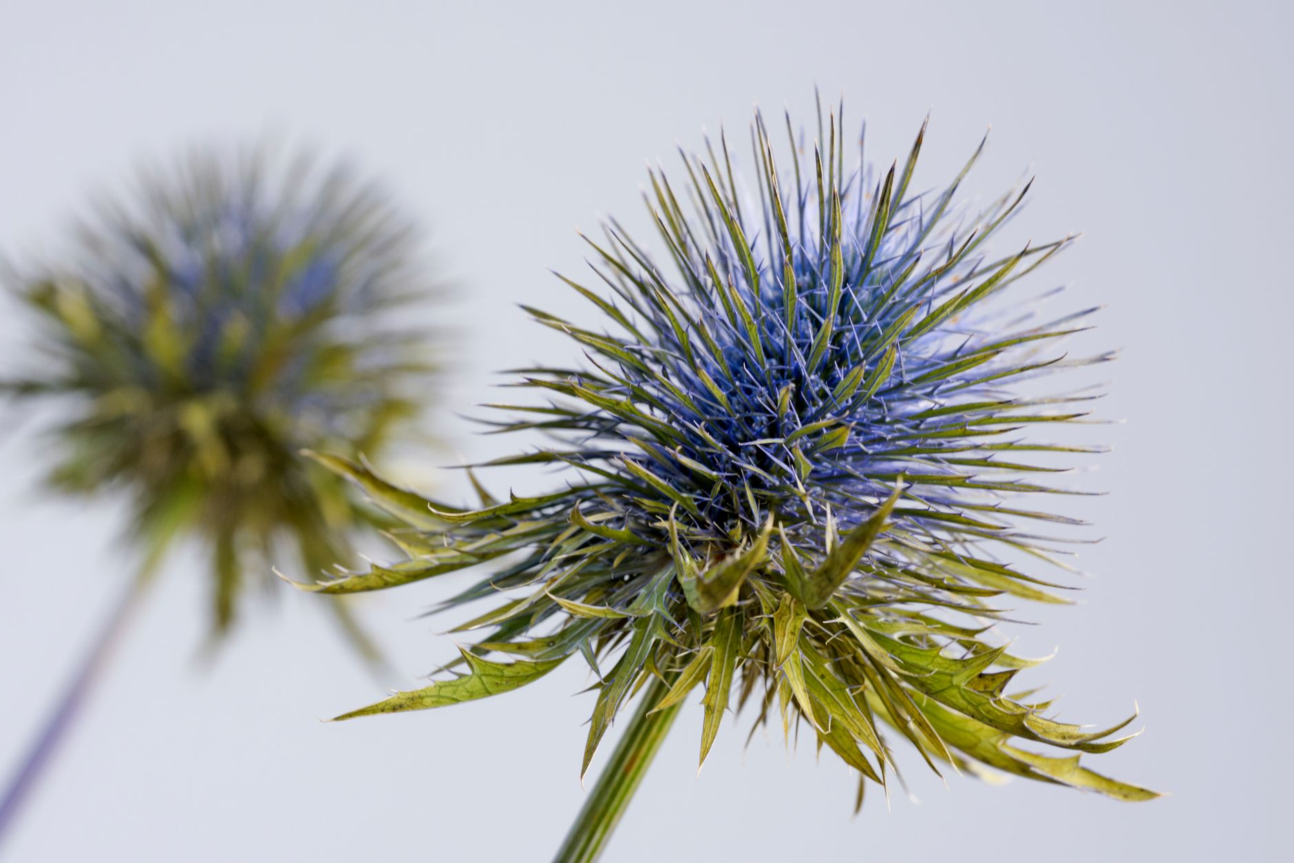 Detail listov a ostnitých listeňov rastliny Eryngium alpinum