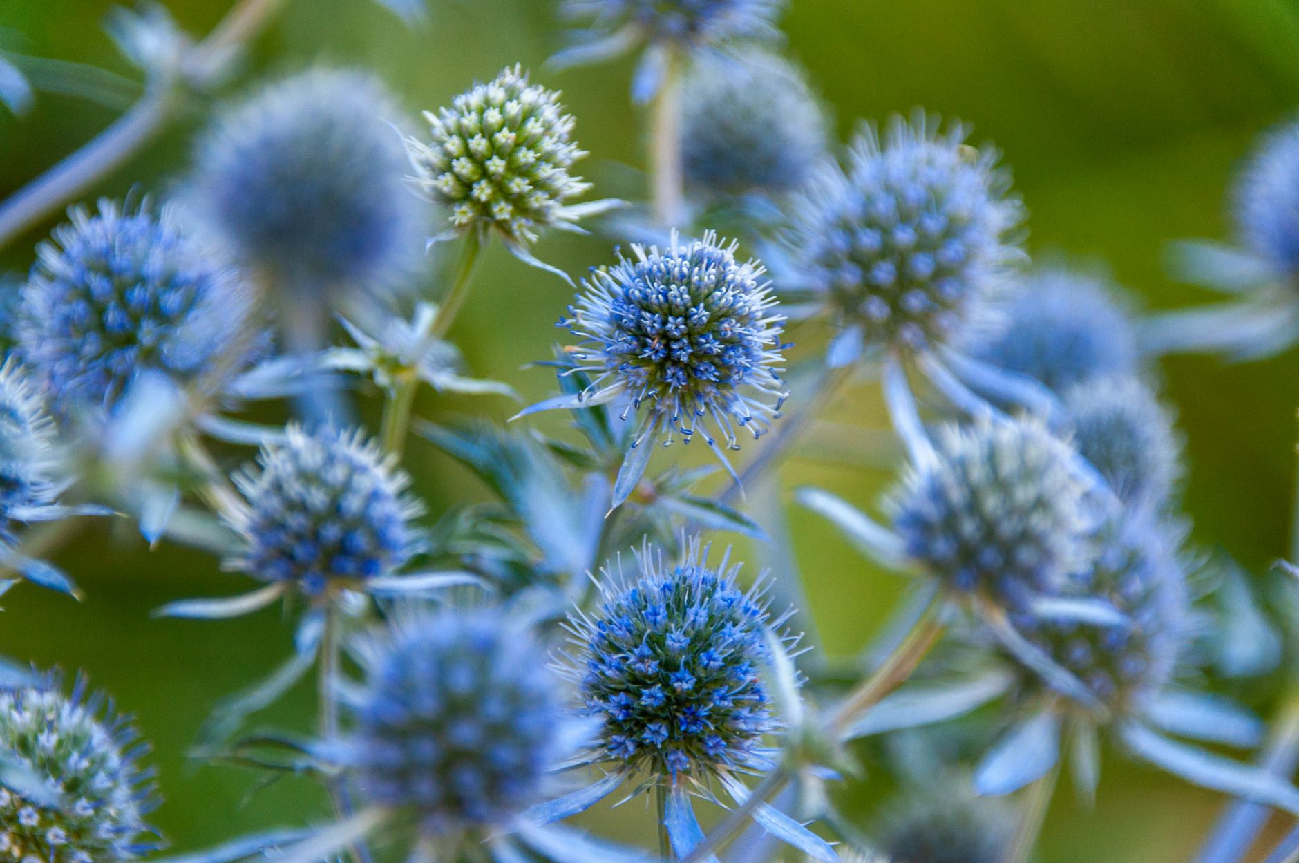 Eryngium alpinum na slnečnom záhone