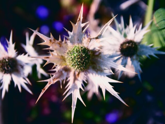 Starostlivosť o Eryngium alpinum a detail modrého súkvetia