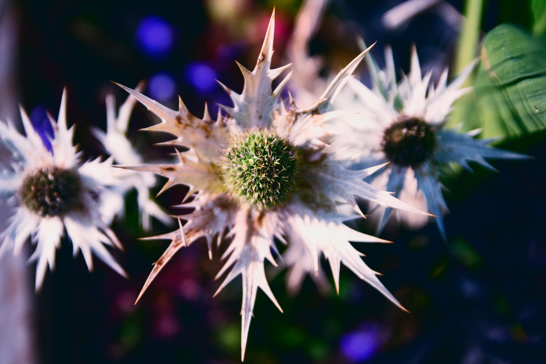 Starostlivosť o Eryngium alpinum a detail modrého súkvetia