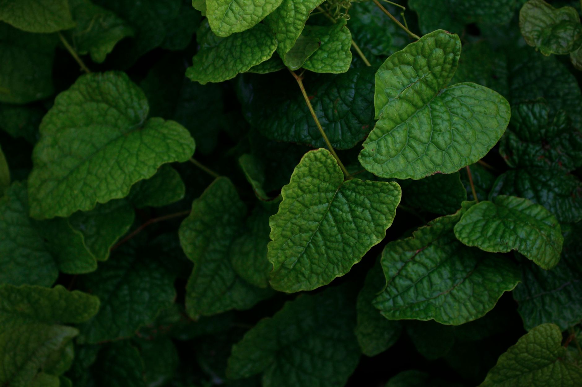 Duté stonky rastliny Fallopia japonica