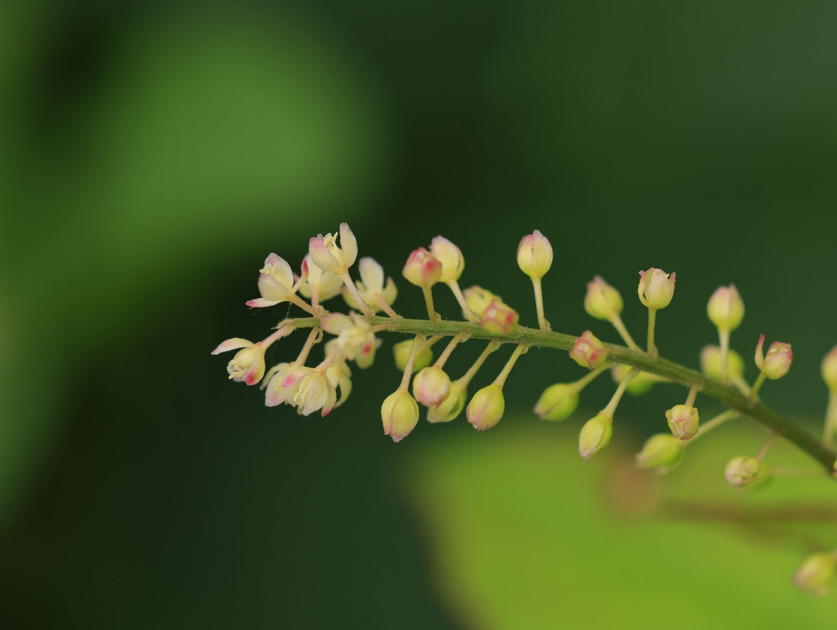Detail listov rastliny Fallopia japonica