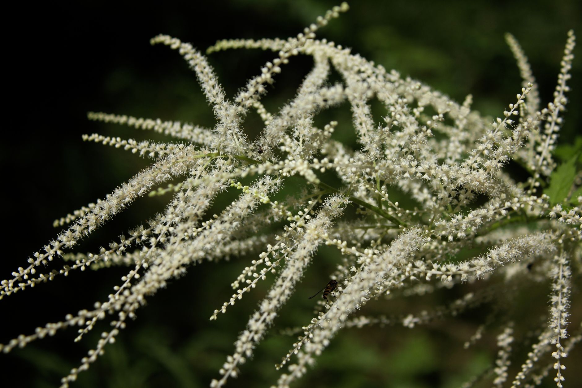Starostlivosť o Fallopia japonica v interiéri