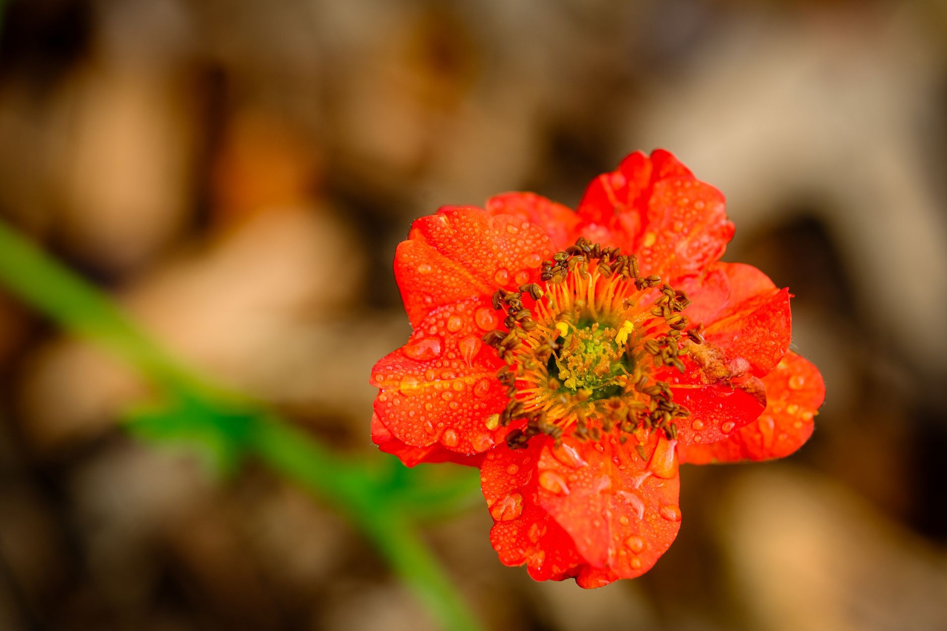 Listy a kompaktný trs rastliny Geum coccineum