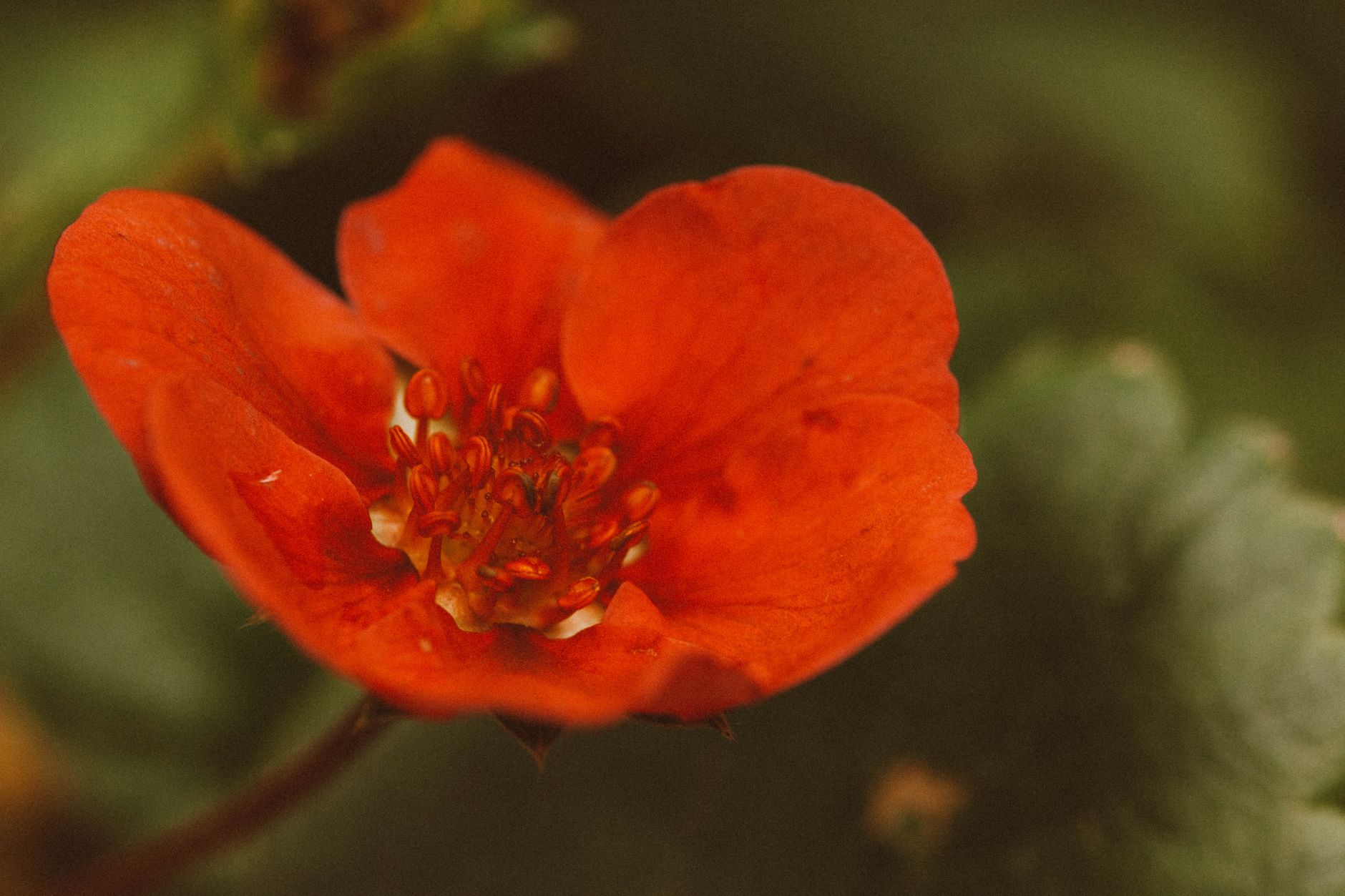 Geum coccineum kvitnúce v záhone