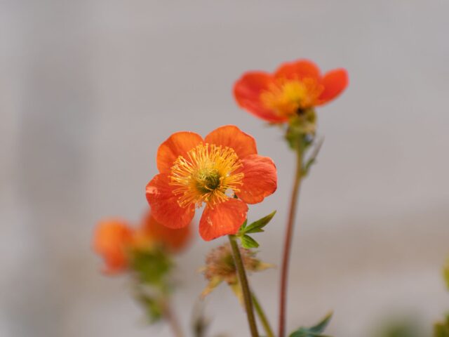 Starostlivosť o Geum coccineum a detail oranžových kvetov