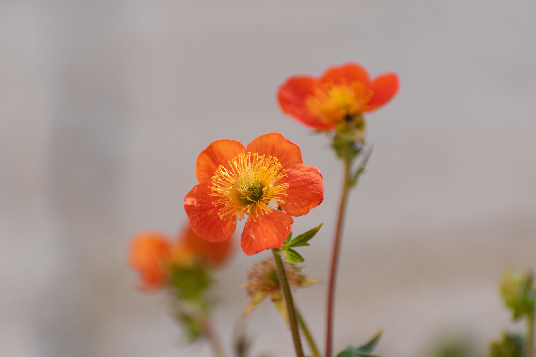 Starostlivosť o Geum coccineum a detail oranžových kvetov