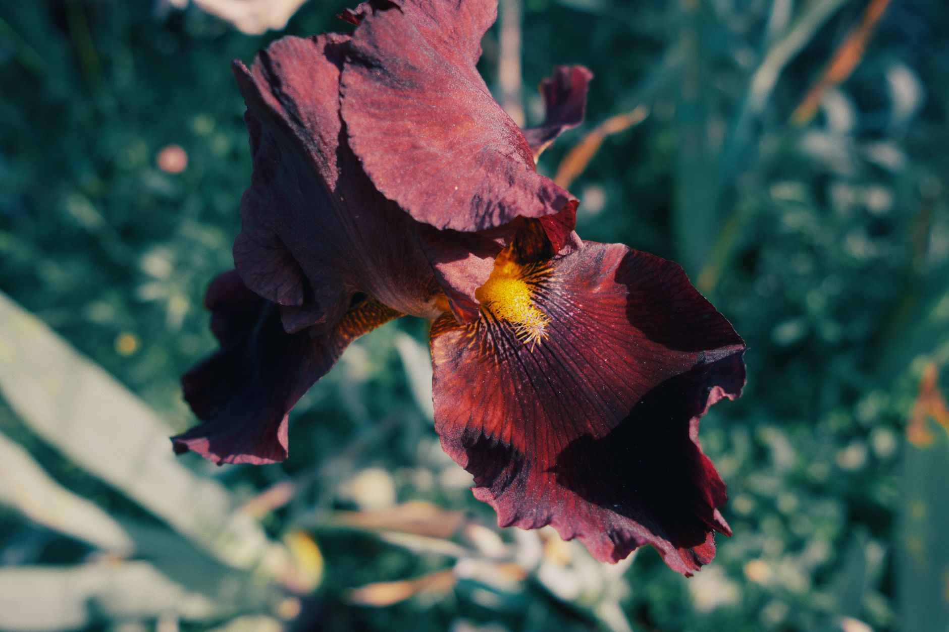 Kvitnúca Iris × germanica s veľkými farebnými kvetmi