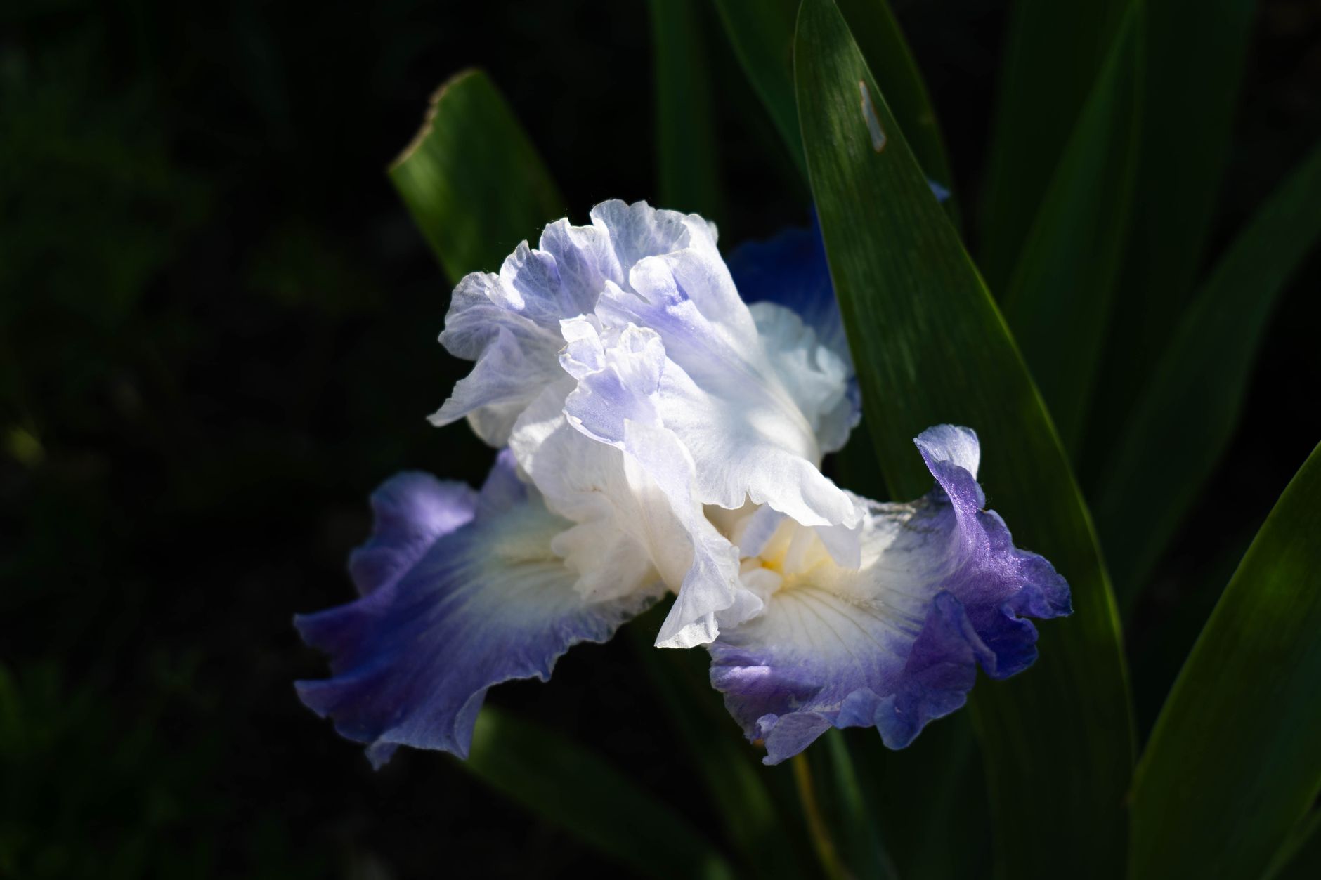 Detail mečovitých listov rastliny Iris × germanica