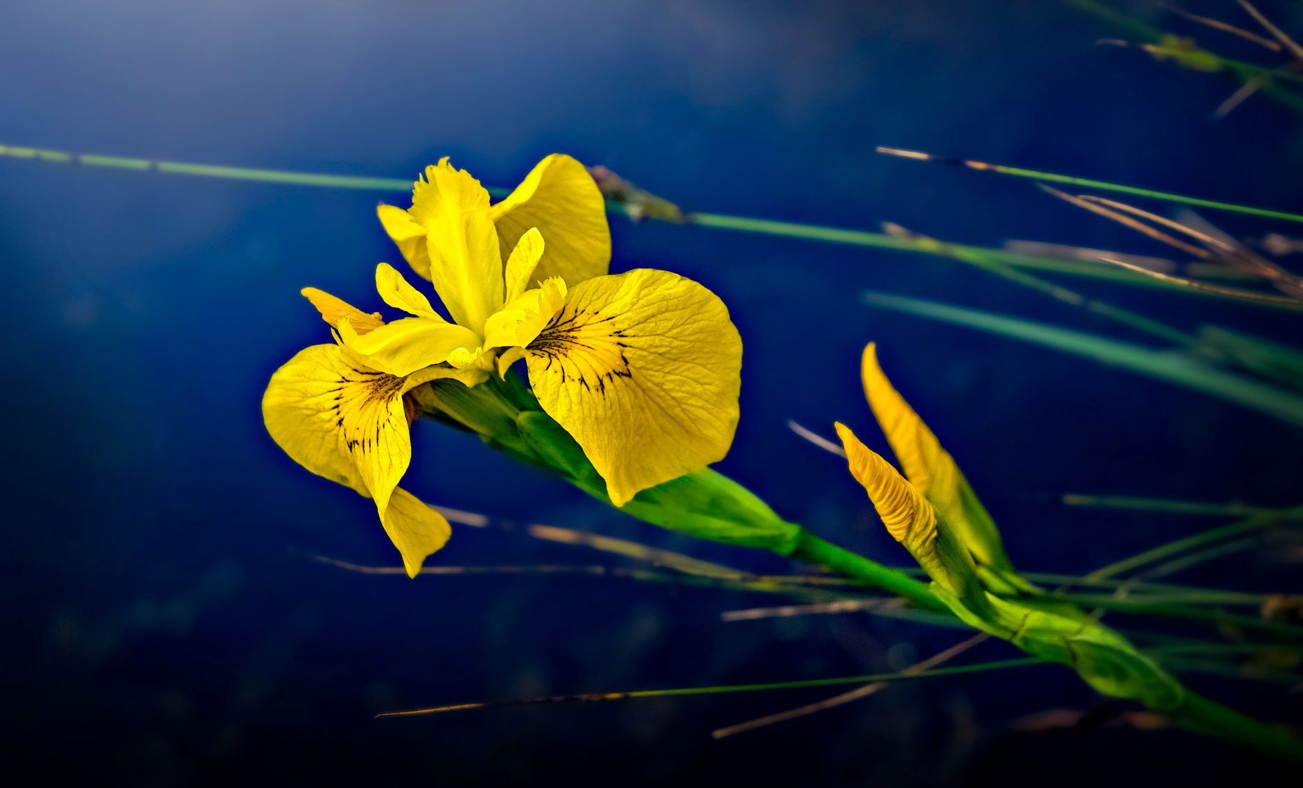 Žlté kvety Iris pseudacorus pri okraji jazierka