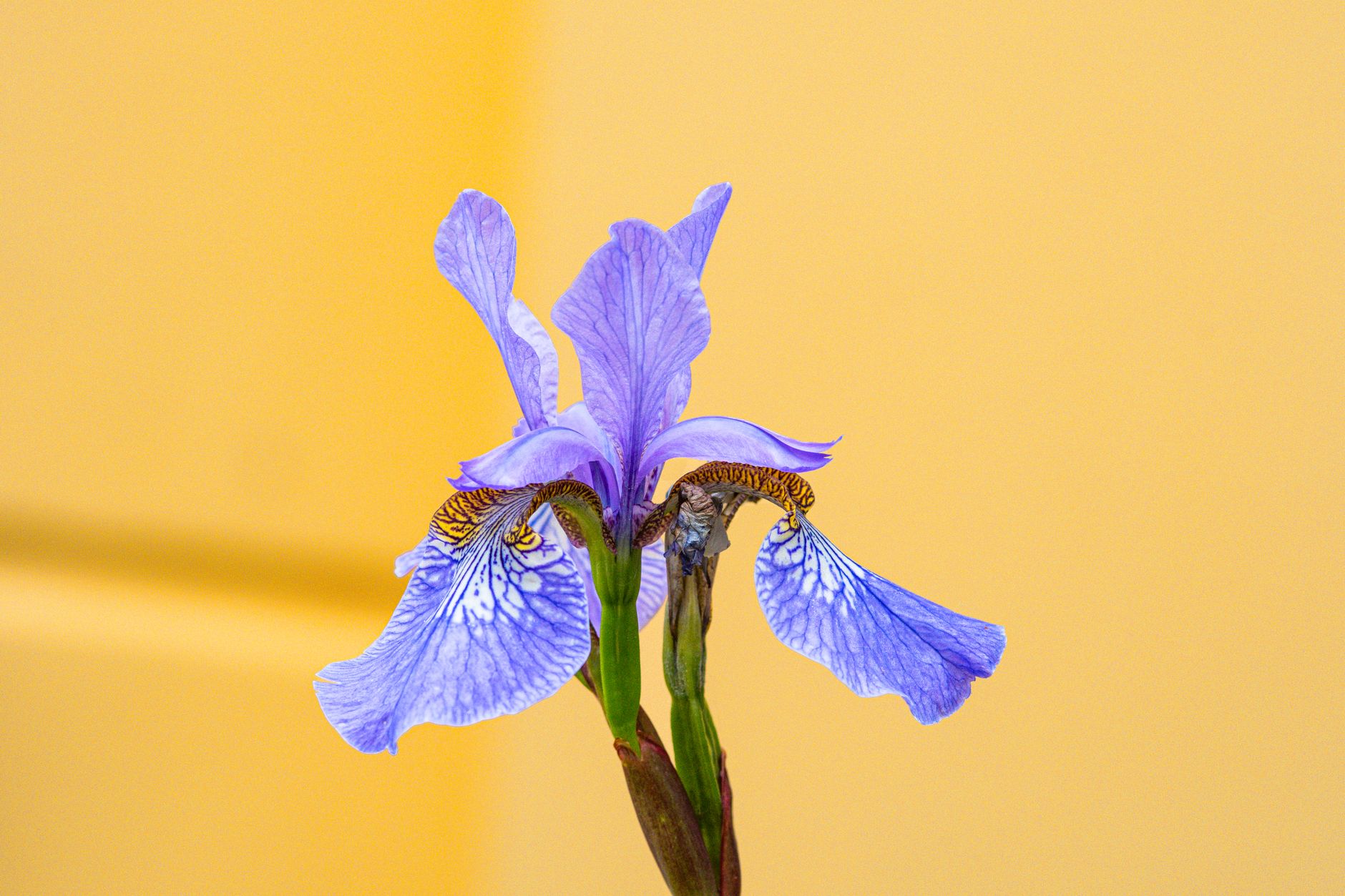 Detail úzkych listov rastliny Iris sibirica
