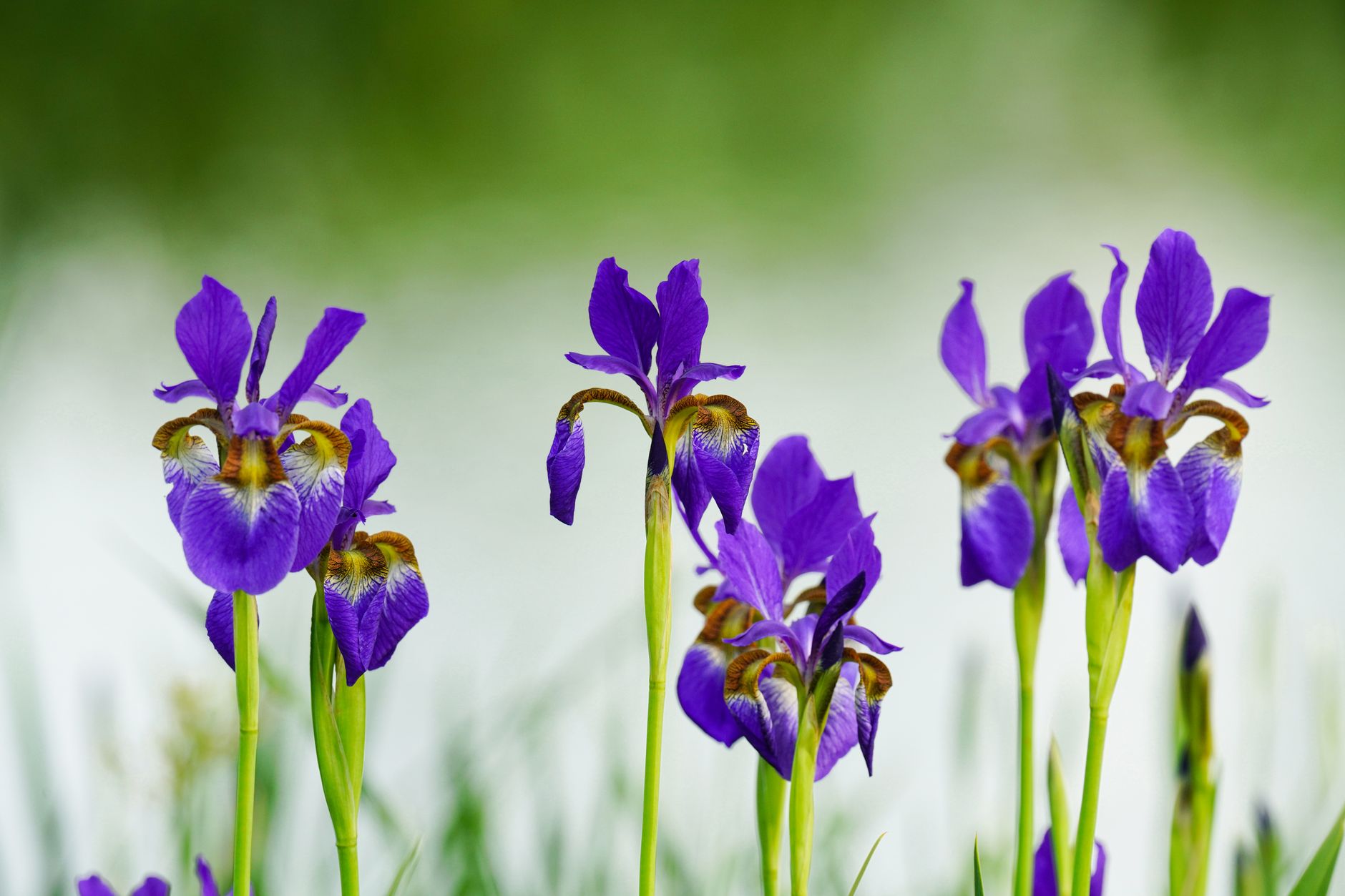 Kvitnúca Iris sibirica s modrofialovými kvetmi