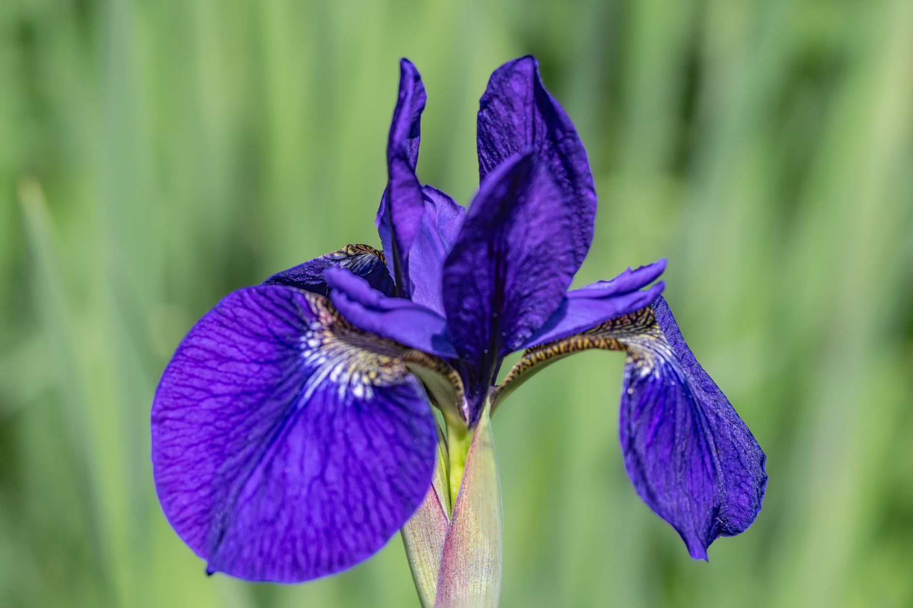 Starostlivosť o Iris sibirica v záhradnom záhone