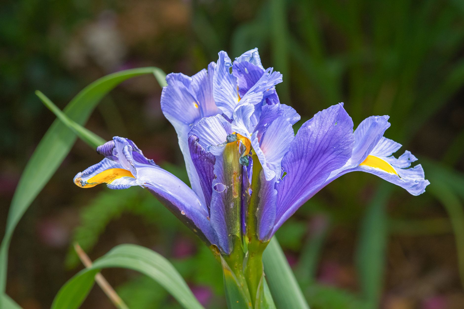 Kvet Iris × hollandica v modrofialovom odtieni