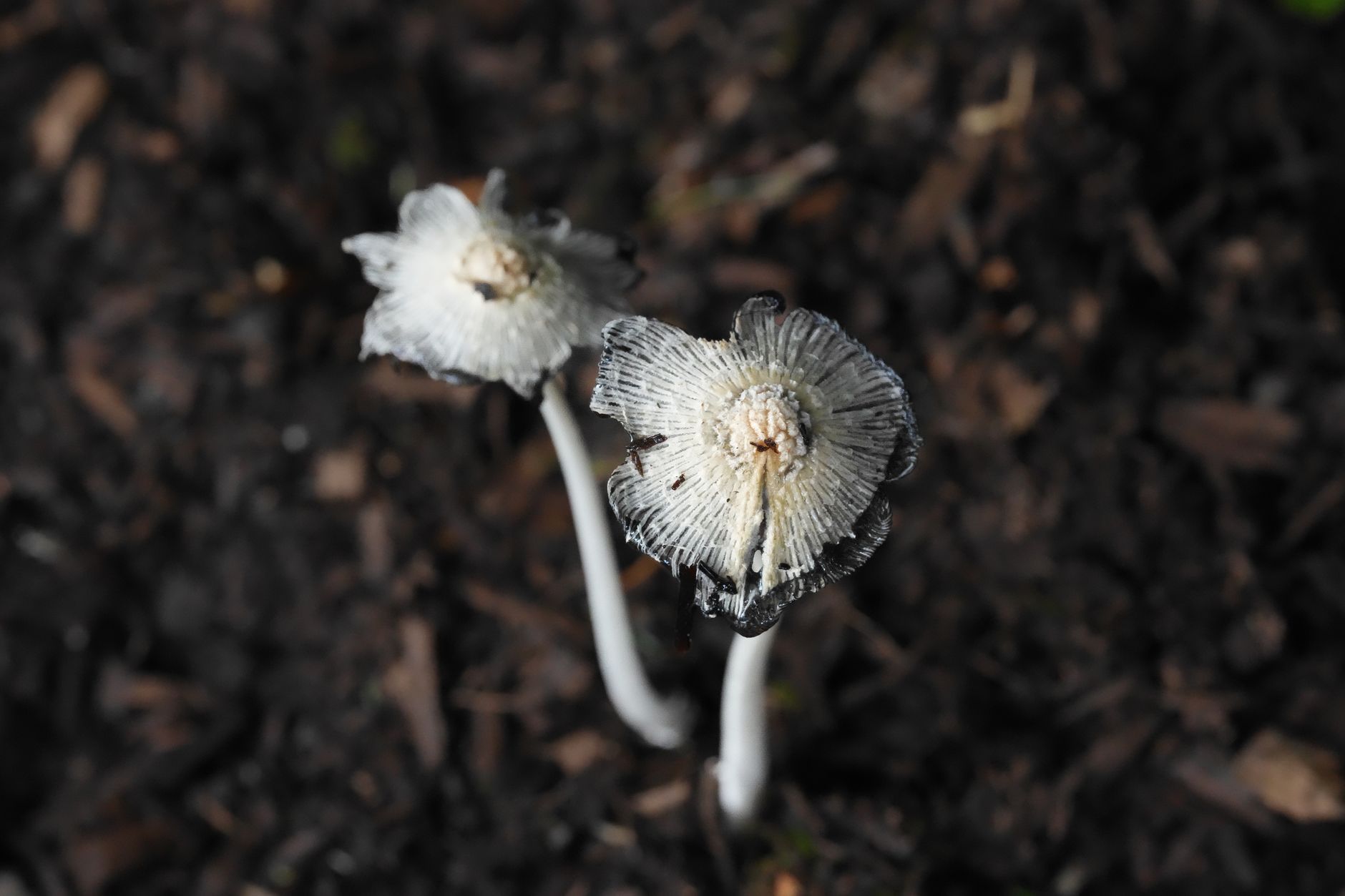 Kumara plicatilis s vejárovito usporiadanými listami