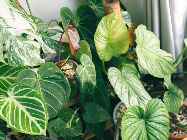 Philodendron Cream splash pestovanie v interiéri s oporou