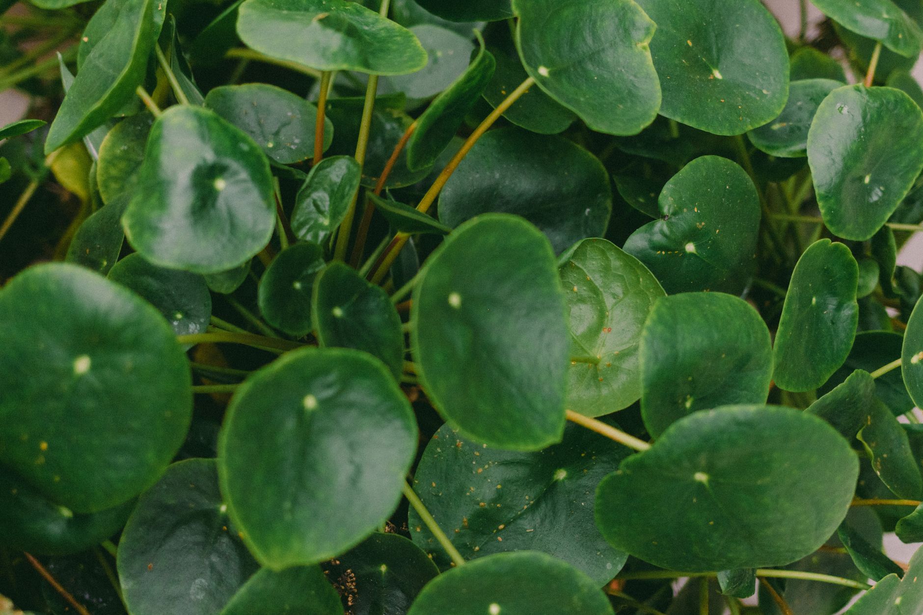 Detail drobných striebristosivých listov rastliny Pilea libanensis
