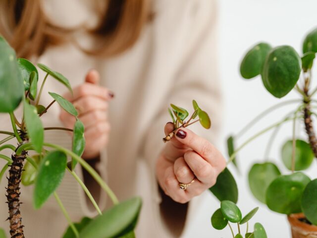 Starostlivosť o Pilea libanensis v závesnom kvetináči
