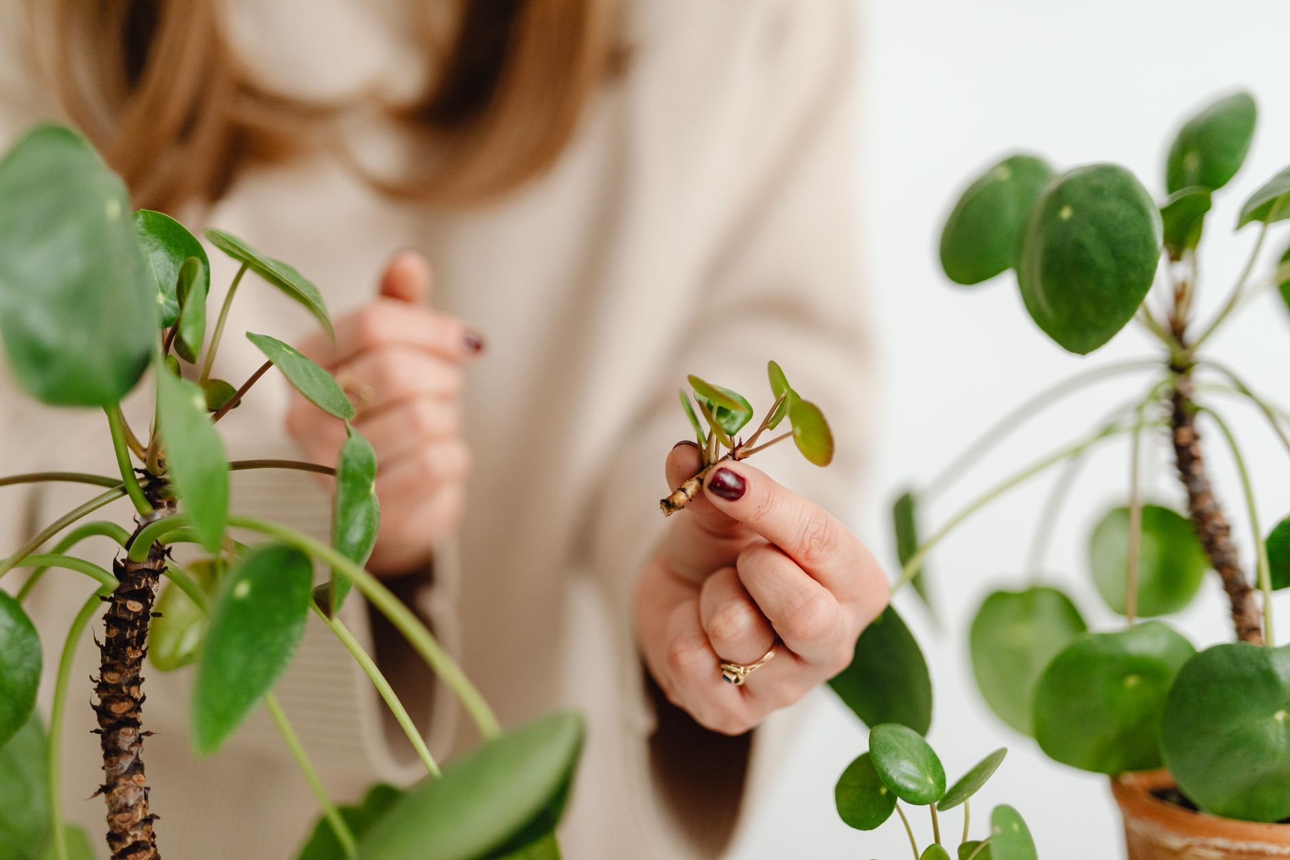 Starostlivosť o Pilea libanensis v závesnom kvetináči