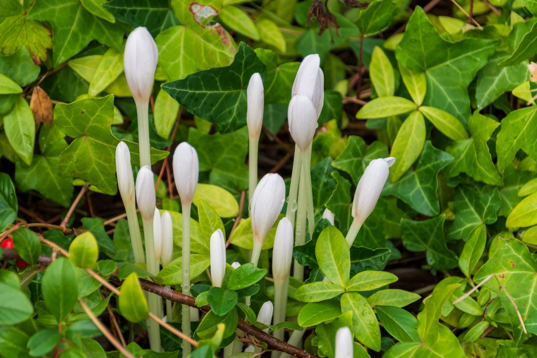 Listy Sanguinaria canadensis v prirodzenom lesnom prostredí