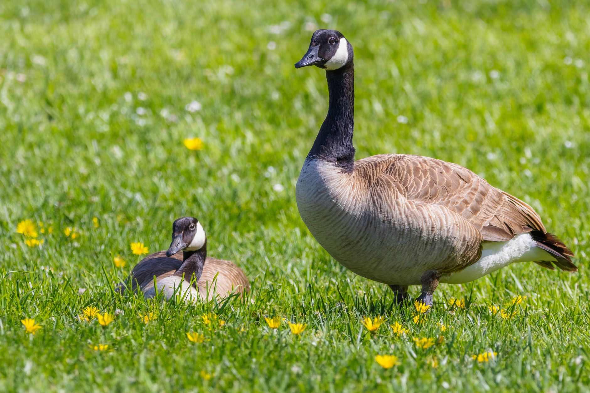 Sanguinaria canadensis s jemným bielym kvetom na jar