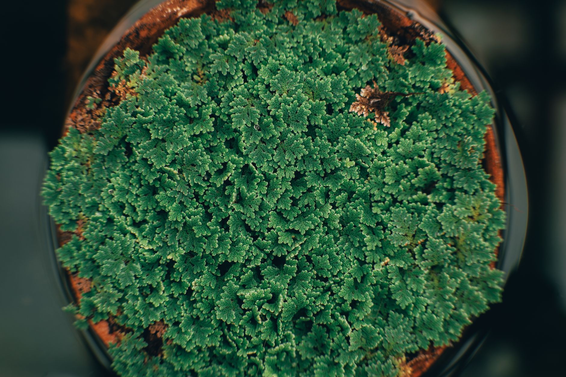 Selaginella sanguinolenta pestovaná v teráriu