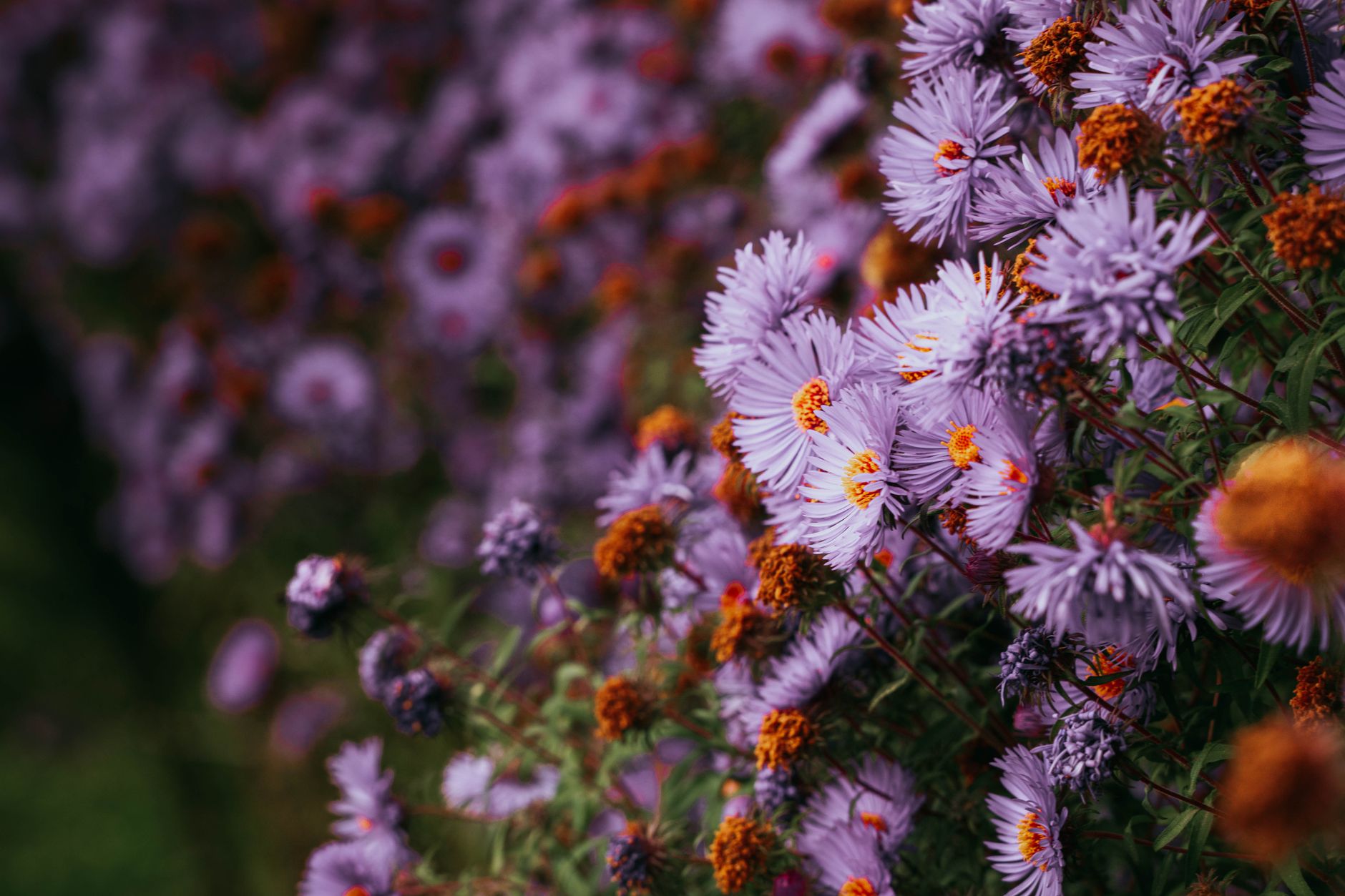 Kvitnúce Symphytum officinale s previsnutými kvetmi