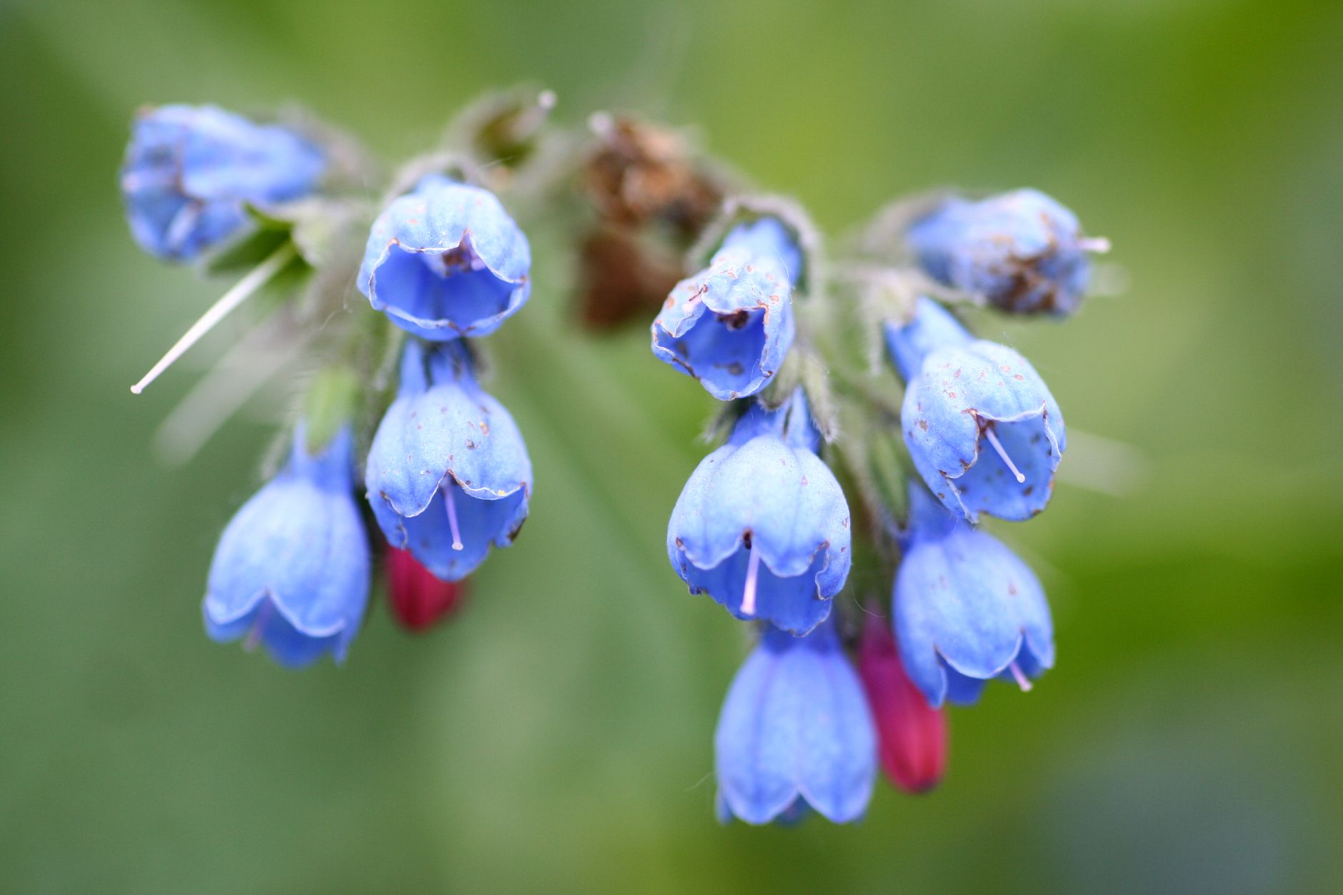 Detail listov rastliny Symphytum officinale