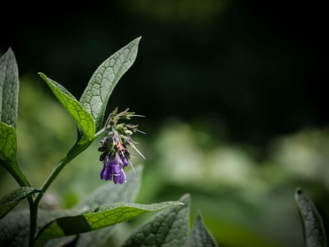 Symphytum officinale pestovanie v záhradnej nádobe