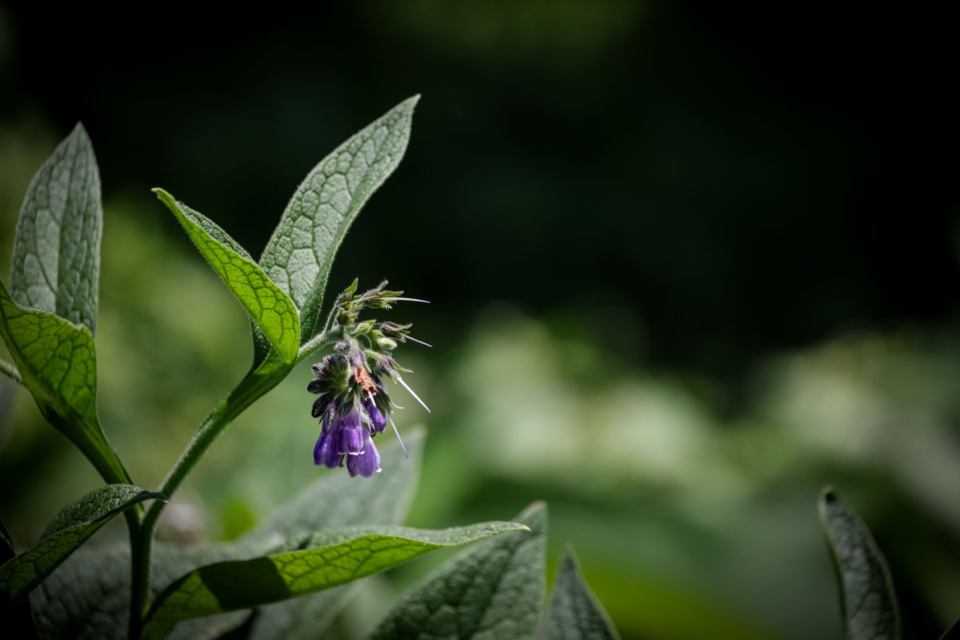 Symphytum officinale pestovanie v záhradnej nádobe