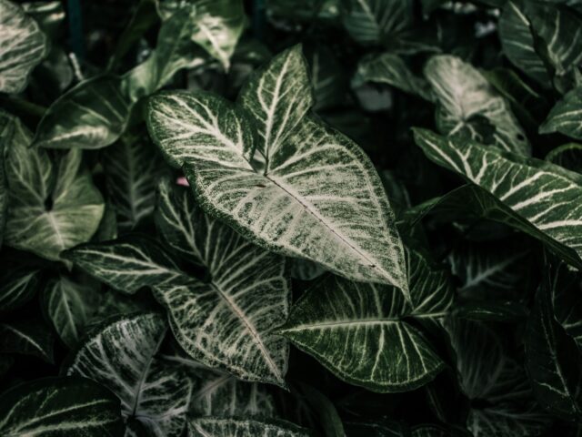 Starostlivosť o Syngonium three kings a detail panašovaných listov